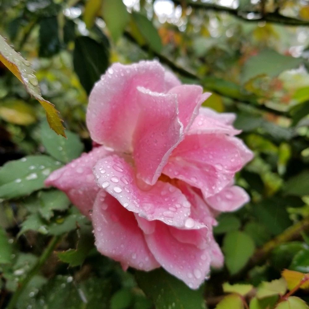 Meet your Posher, Donna